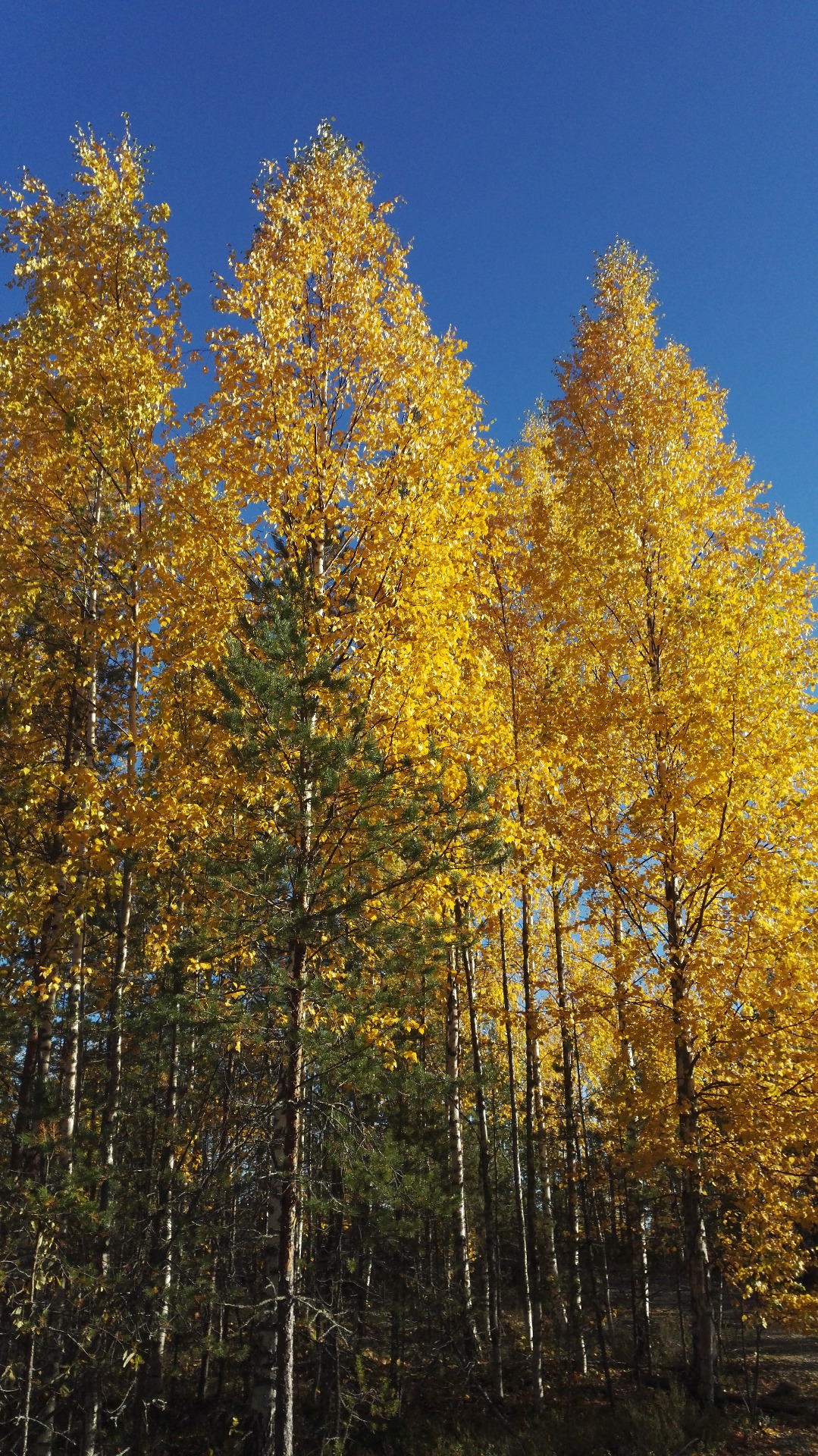 Upea paikka ihastella ruskan värejä
